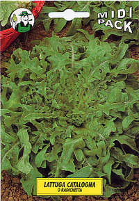 lattuga catalogna