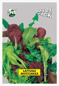 lattuga misticanza