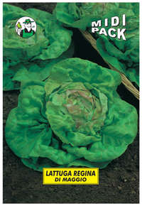 lattuga regina di maggio