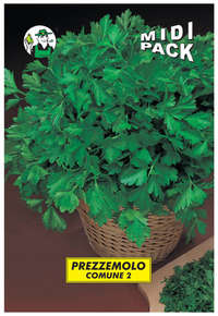 prezzemolo comune 2