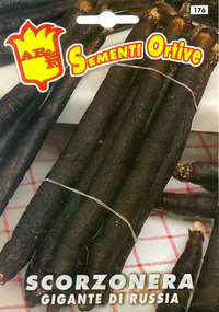 scorzonera