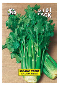 sedano verde a costa piena