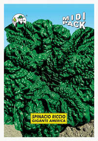 spinacio riccio gigante d'America
