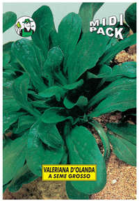 valeriana Olanda