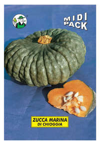 zucca marina di Chioggia