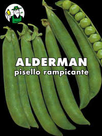 pisello Alderman rampicante