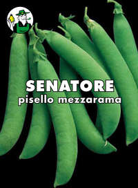 pisello Senatore mezzarama