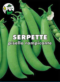 pisello Serpette rampicante