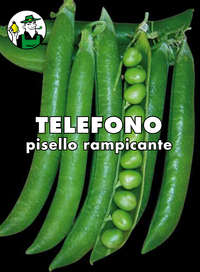 pisello Telefono rampicante