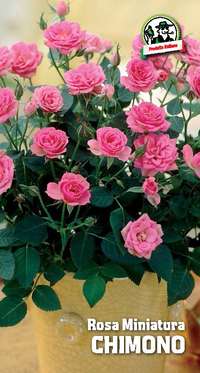 rosa miniatura Chimono