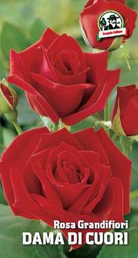 rosa grandifiori Dama di Cuori