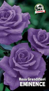 rosa grandifiori Eminence