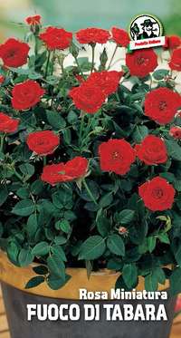 rosa miniatura Fuoco di Tabara
