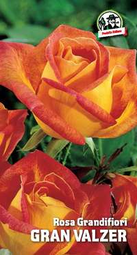 rosa grandifiori Gran Valzer