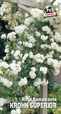 rosa rampicante Krohn Superior