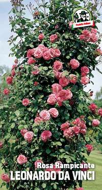 rosa rampicante Leonardo da Vinci