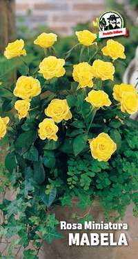 rosa miniatura Mabela