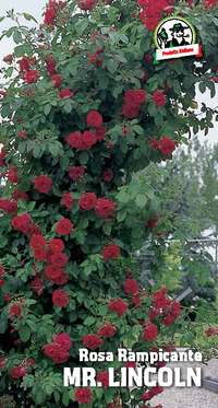 rosa rampicante Mr. Lincoln