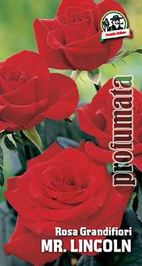 rosa grandifiori Mr. Lincoln