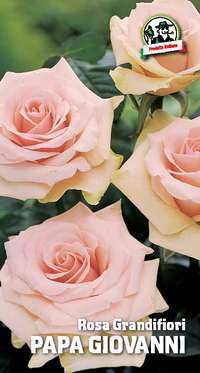 rosa grandifiori Papa Giovanni