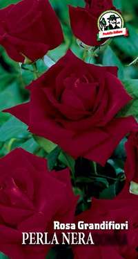 rosa grandifiori Schwarzemadonna o Perla Nera