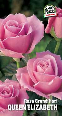 rosa grandifiori Queen Elizabeth