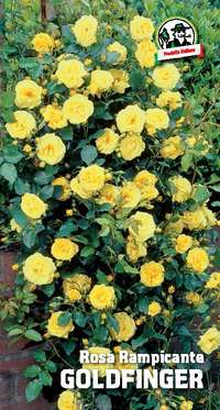 rosa rampicante Goldfinger