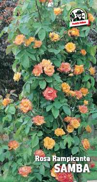 rosa rampicante Samba