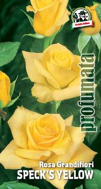 rosa grandifiori Speck's Yellow