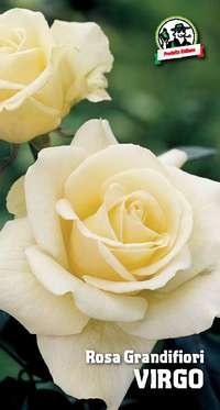 rosa grandifiori Virgo